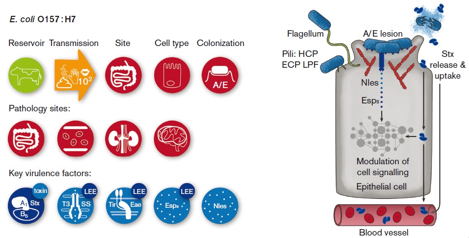 Microbe Profiles