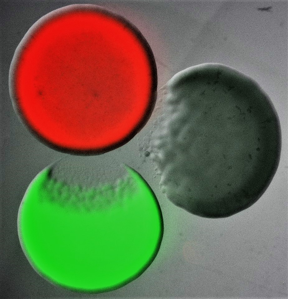 Bacterial Competitive Mechanisms