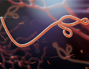 Ebola Virus Disease (EVD)