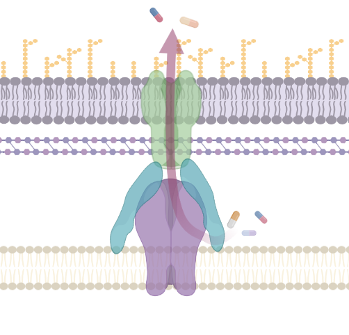 Antimicrobial Efflux