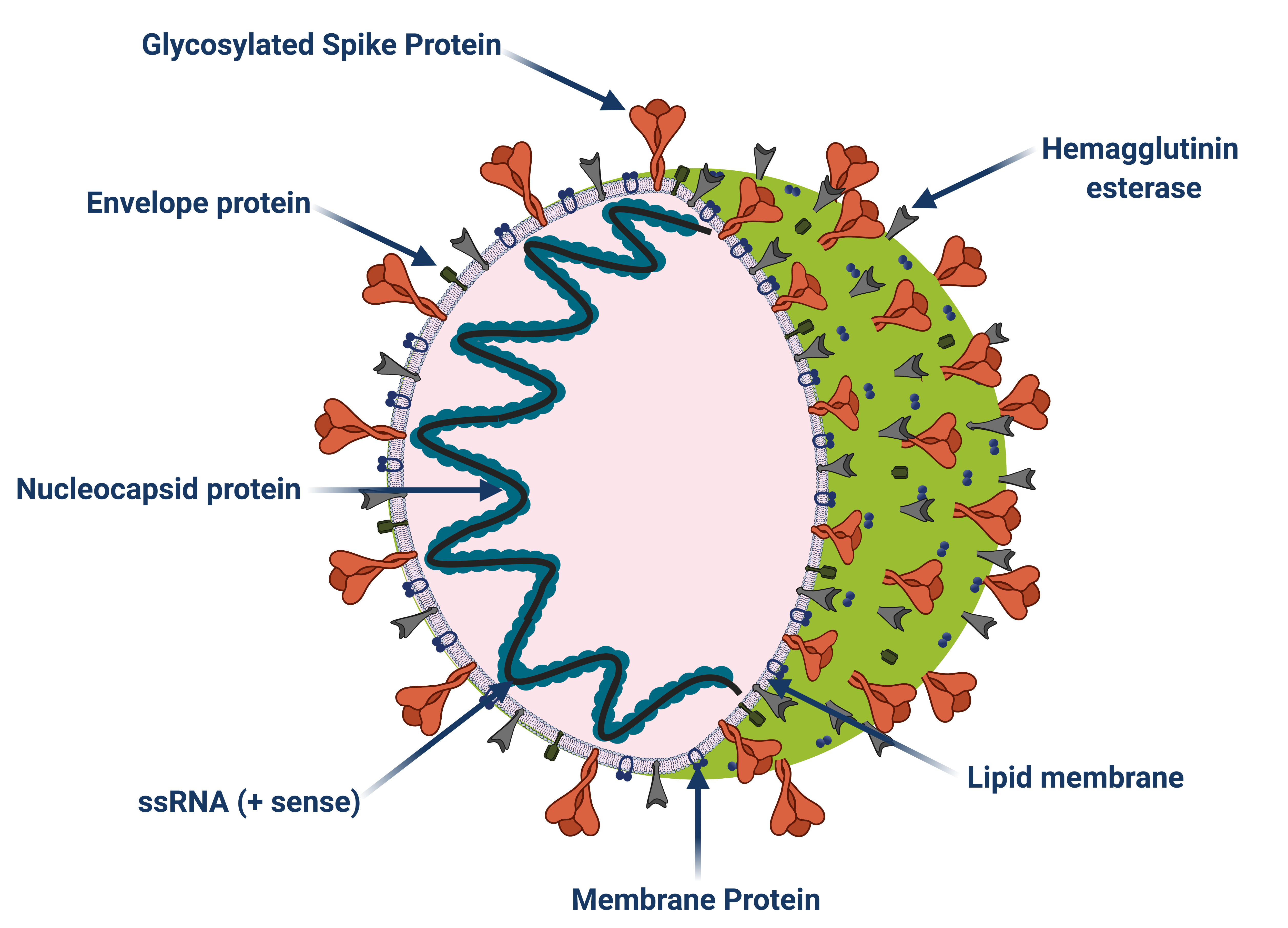 Clinical Profiles